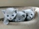 chaton bleu russe &agrave; donner 