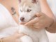 je vends chiot husky sib&eacute;rien adorable 
