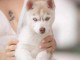 chiot husky sib&eacute;rien adorable 