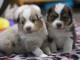 je donne chiot berger australien 