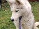 je donne chiot husky sib&eacute;rien 