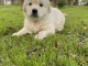 chiot golden retriever m&acirc;le a donner 