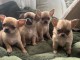 Dons chiot chihuahua femelle et m&acirc;le disponible 