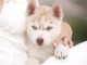 je donne chiot husky sib&eacute;rien adorable 