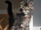 main coon disponible pour adoption 