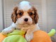 chiot cavalier king charle femelle a donner 