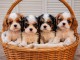 Dons b&eacute;b&eacute; chiot cavalier king charle 