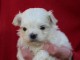 chiot type bichon maltais &agrave; donner 