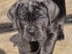 chiot Cane Corso disponible pour adoption 