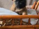 chiot bouledogue fran&ccedil;ais a donner 