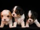 adoption chiot cavalier king charle disponible 
