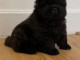 je donne chiot chow chow disponible 
