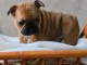 je donne chiot bouledogue fran&ccedil;ais 