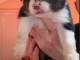 chiot berger allemand disponible pour adoption 