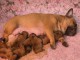 Dons b&eacute;b&eacute; chiot bouledogue fran&ccedil;ais 