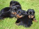 magnifique chiot rottweiler &agrave; donner 