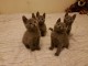 b&eacute;b&eacute; chaton Bleu russe m&acirc;le et femelle 