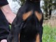 chiot Doberman pour adoption 