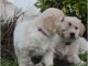 chiot golden retriever m&acirc;le a donner 