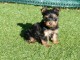 chiot Yorkshire terrier femelle 