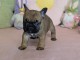 chiot bouledogue fran&ccedil;ais &agrave; donner 