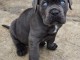 je donne chiot Cane Corso disponible 