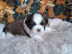Chiot Shih Tzu a donner 