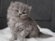 Chatons British Shorthair et Longhair a donner 