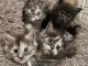 adoption chaton maine coon disponible 