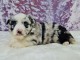 b&eacute;b&eacute; chiot berger australien disponible 
