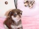 b&eacute;b&eacute; chiot chihuahua disponible 