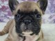 bouledogue fran&ccedil;ais disponible 