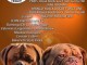 Dogue de Bordeaux Magnifiques chiots