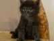 magnifique chaton maine coon disponible 