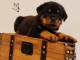 je donne chiot rottweiler disponible 