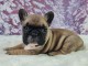 je donne chiot bouledogue fran&ccedil;ais 