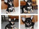 je donne chiot chihuahua disponible 