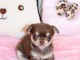 Je donne chiot chihuahua disponible 