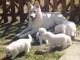 Chiot berger blanc suisse adoption 