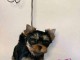 chiot Yorkshire terrier femelle a donner 