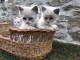 chaton ragdoll femelle et m&acirc;le disponible 