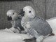 perroquet gris du Gabon pour adoption 
