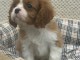 chiot cavalier king charle disponible 
