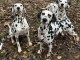 chiot dalmatien a donner 