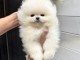 je donne chiot spitz allemand disponible 