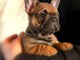 je donne chiot bouledogue fran&ccedil;ais 