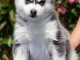 je donne chiot husky sib&eacute;rien adorable 