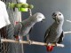 deux perroquet gris du Gabon pour adoption 
