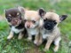 trois chiot chihuahua disponible pour adoption 
