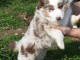 chiot berger australien disponible 